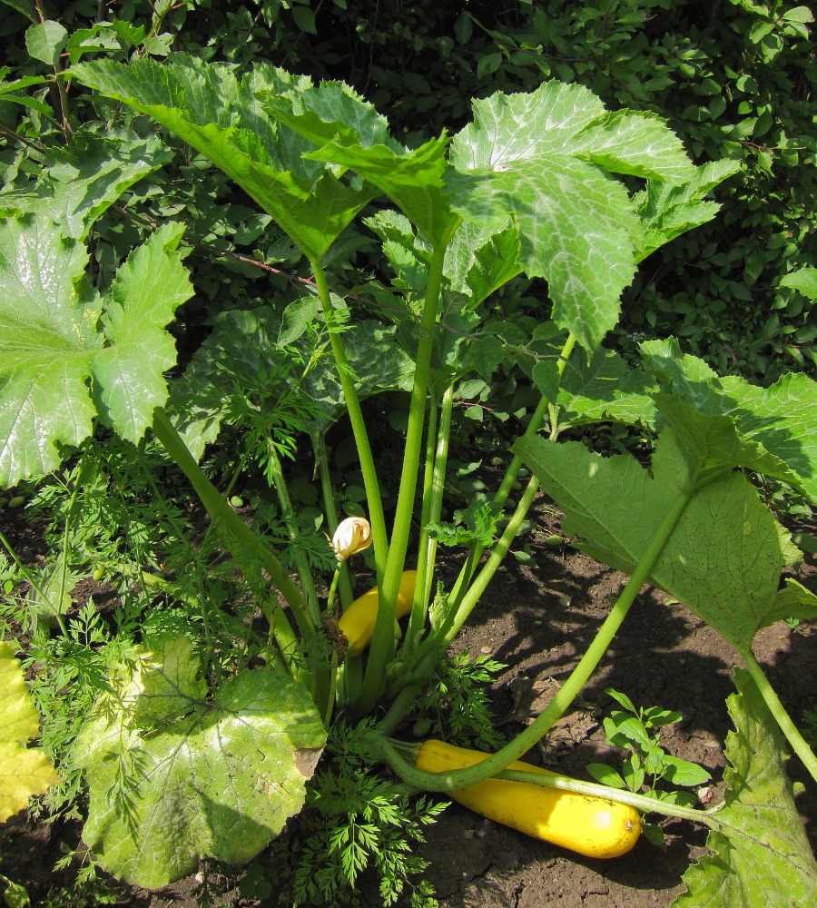 Изображение особи Cucurbita pepo.