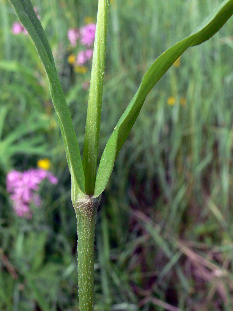 Изображение особи Coccyganthe flos-cuculi.