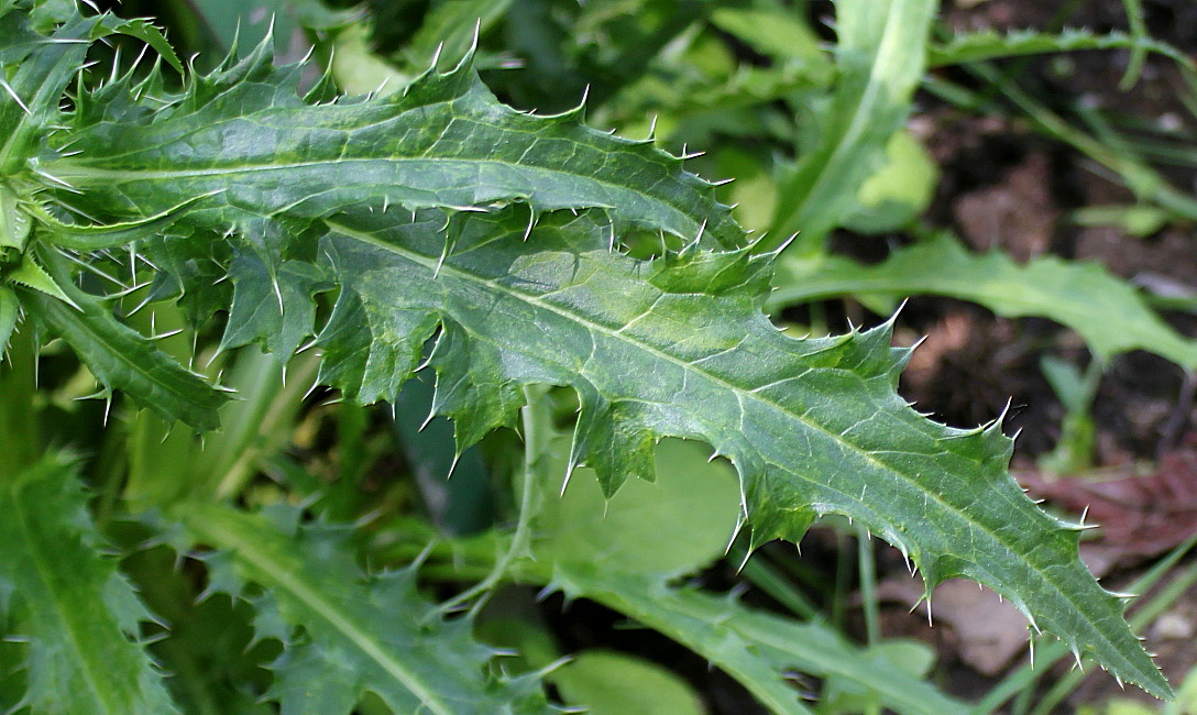 Image of Morina longifolia specimen.