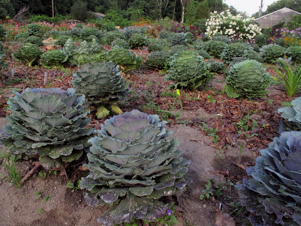 Изображение особи Brassica oleracea var. viridis.