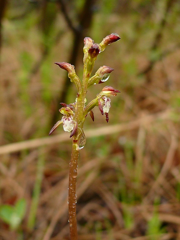 Image of Corallorhiza trifida specimen.