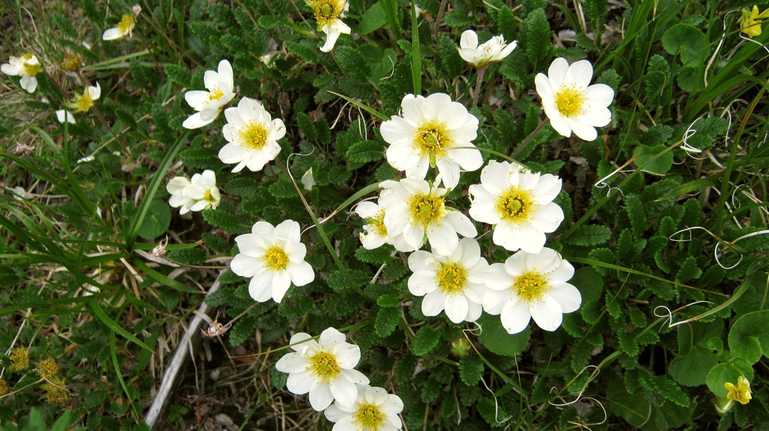 Image of Dryas oxyodonta specimen.
