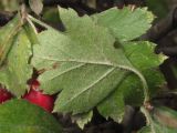 Crataegus taurica
