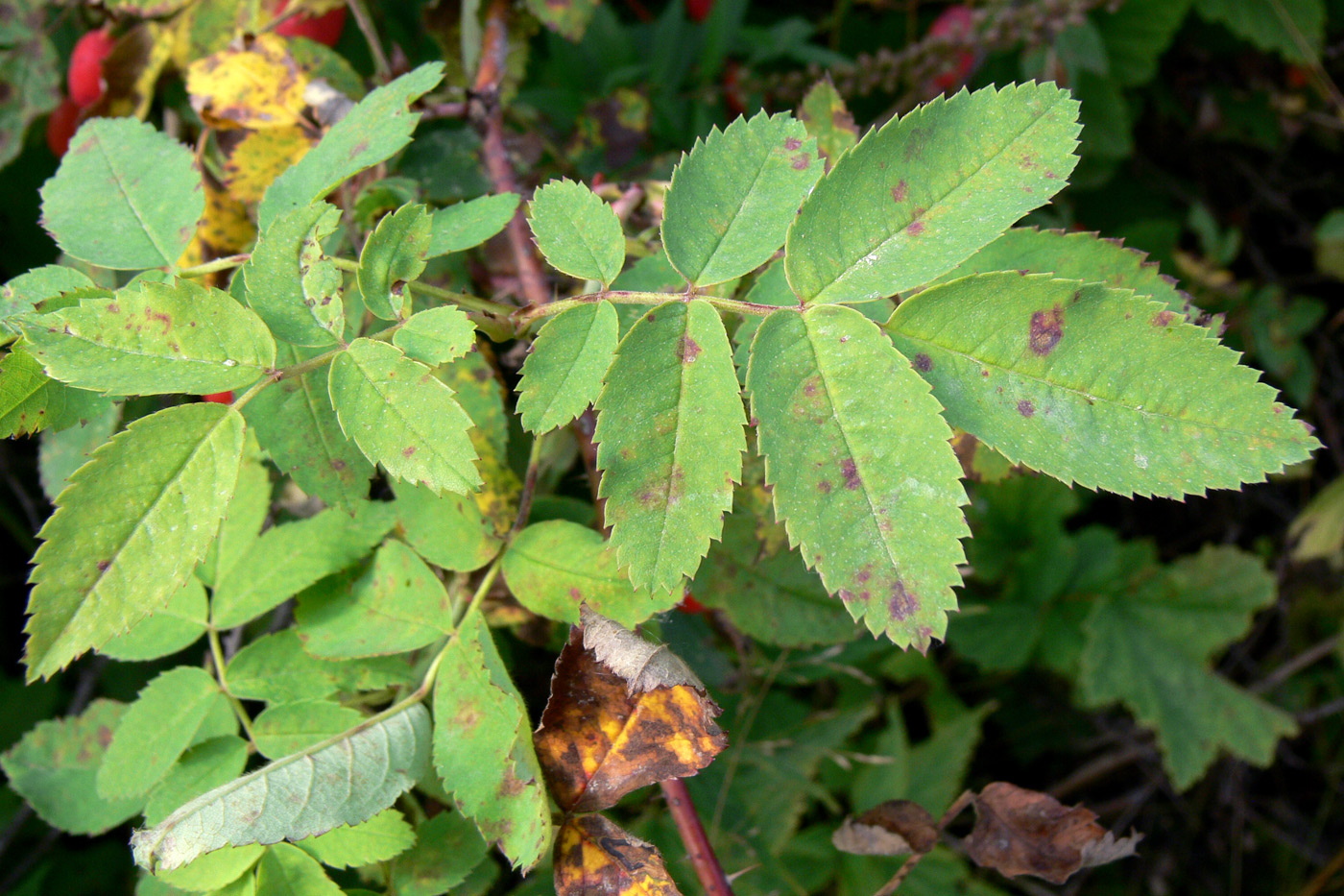 Image of Rosa glabrifolia specimen.