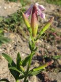 Saponaria officinalis