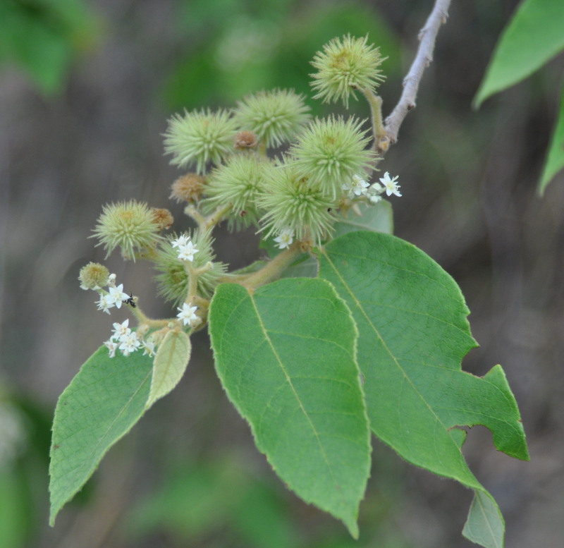 Image of Commersonia bartramia specimen.