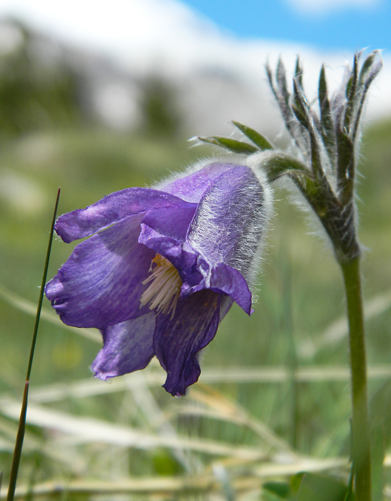 Image of Pulsatilla violacea specimen.