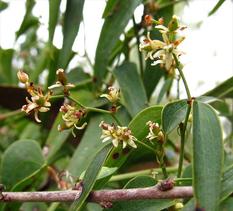 Image of Smilax aspera specimen.