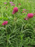 Trifolium alpestre. Цветущие растения. Украина, Львов, луговой склон южной экспозиции. 30 мая 2009 г.