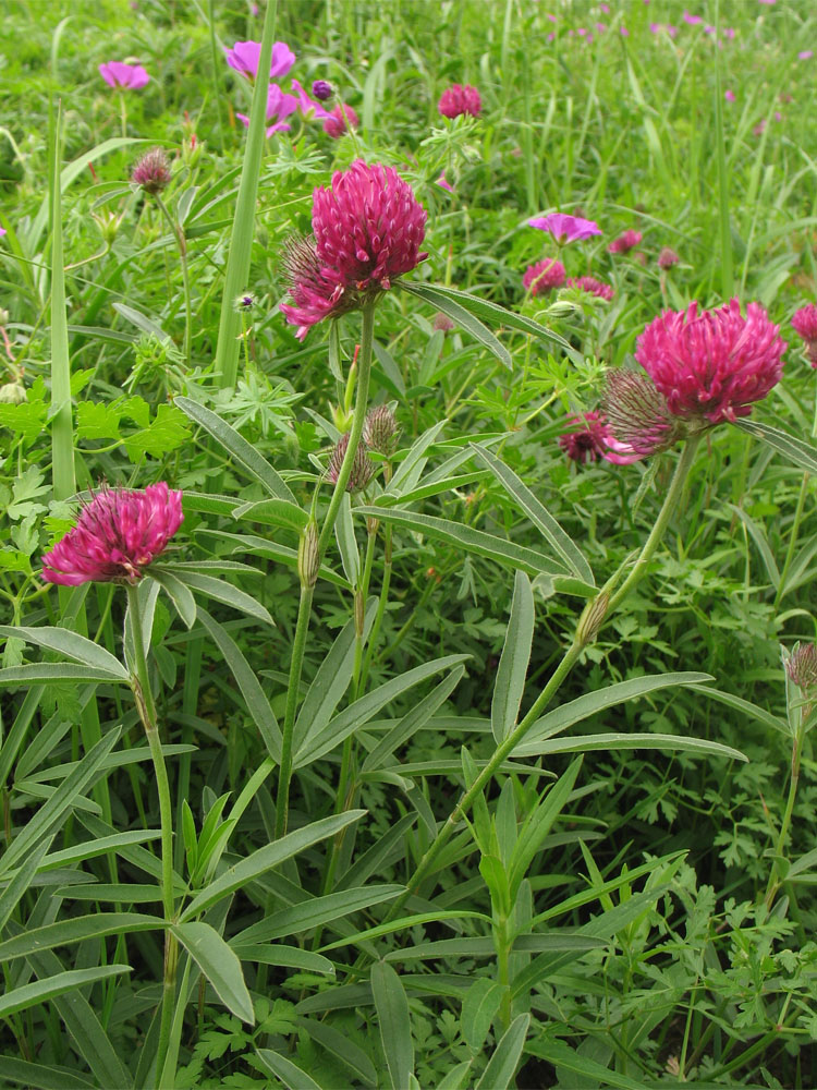 Image of Trifolium alpestre specimen.