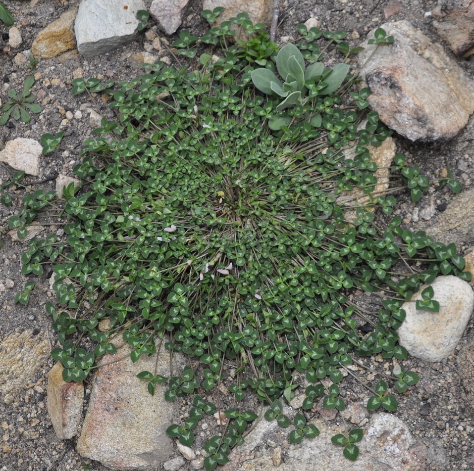 Изображение особи Trifolium uniflorum.