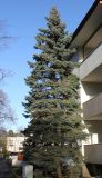 Picea pungens форма glauca. Взрослое растение. Германия, г. Bad Lippspringe, в культуре. 02.02.2014.