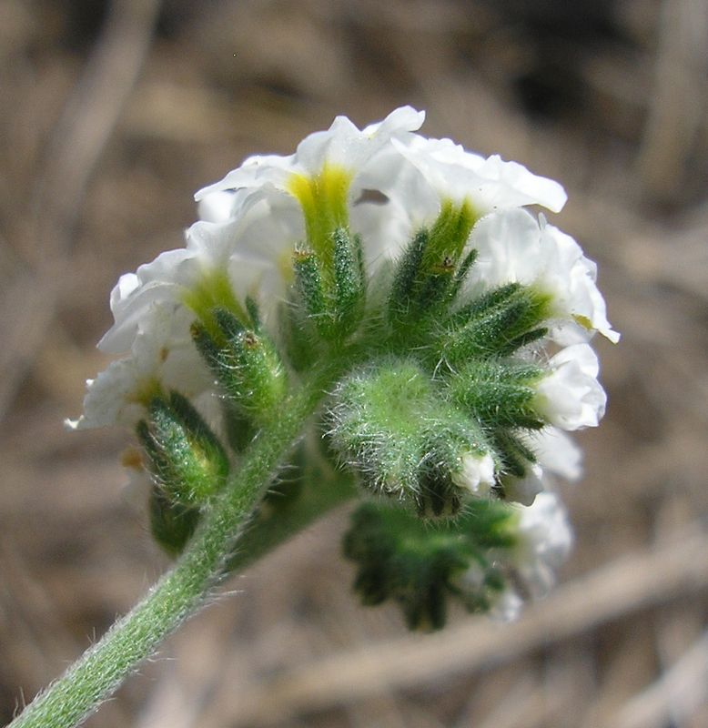 Image of Heliotropium suaveolens specimen.