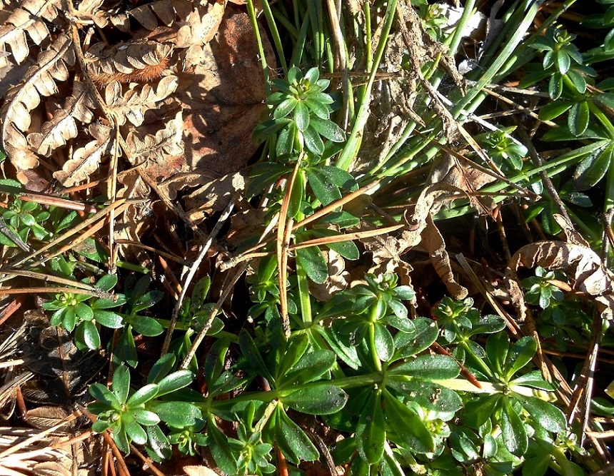 Изображение особи род Galium.