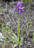 Anacamptis подвид caucasica