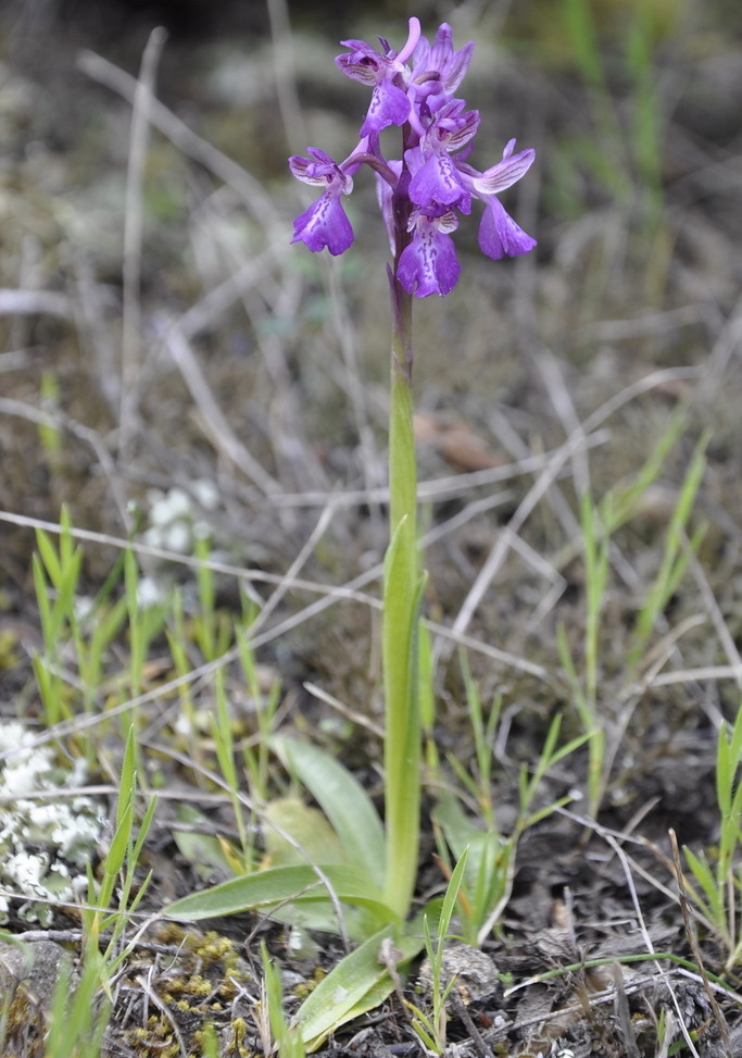 Изображение особи Anacamptis morio ssp. caucasica.