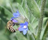 Anchusa officinalis. Часть побега с соцветием и фуражирующей пчелой медоносной (Apis mellifera L.). Восточный Казахстан, г. Усть-Каменогорск, правый берег р. Иртыш. 11.06.2013.