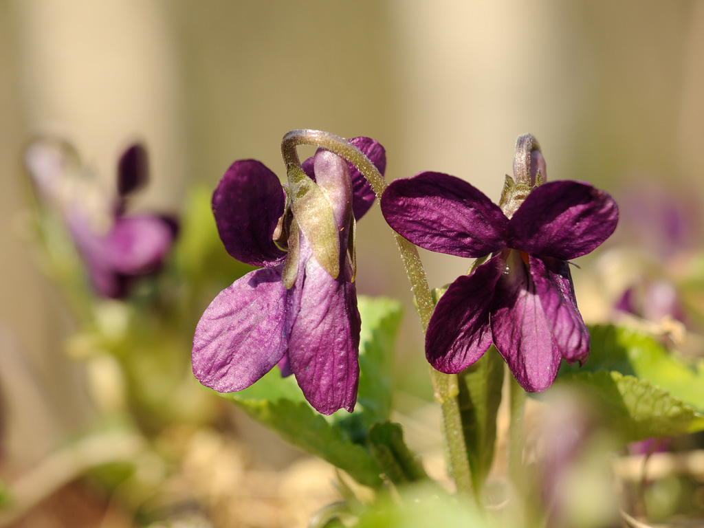 Image of Viola odorata specimen.