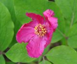 Paeonia caucasica. Цветок. Краснодарский край, Апшеронский р-н, окр. пос. Мезмай, хребет Гуама, Орлиная скала. 28.04.2014.