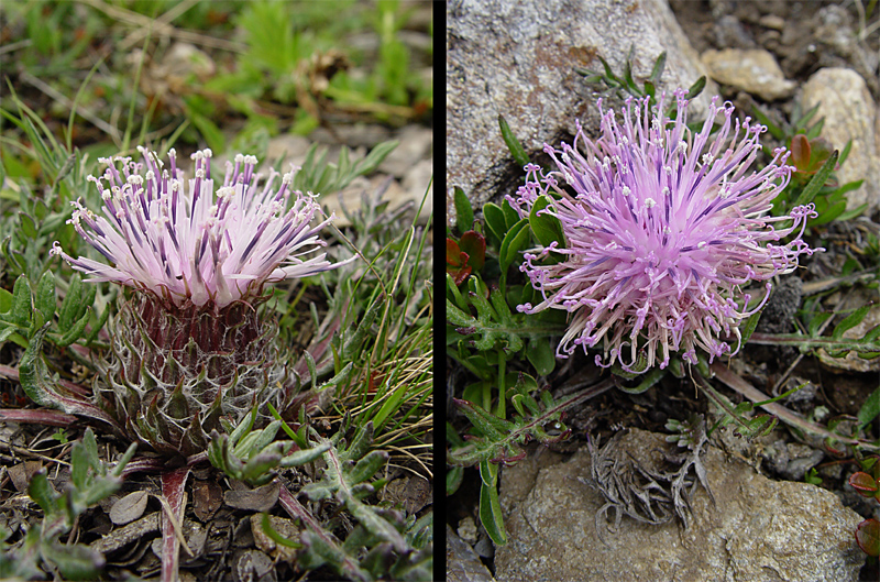 Image of Jurinella subacaulis specimen.