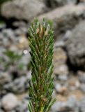 Pinus mugo. Верхушка молодого побега. Германия, г. Дюссельдорф, Ботанический сад университета. 04.05.2014.