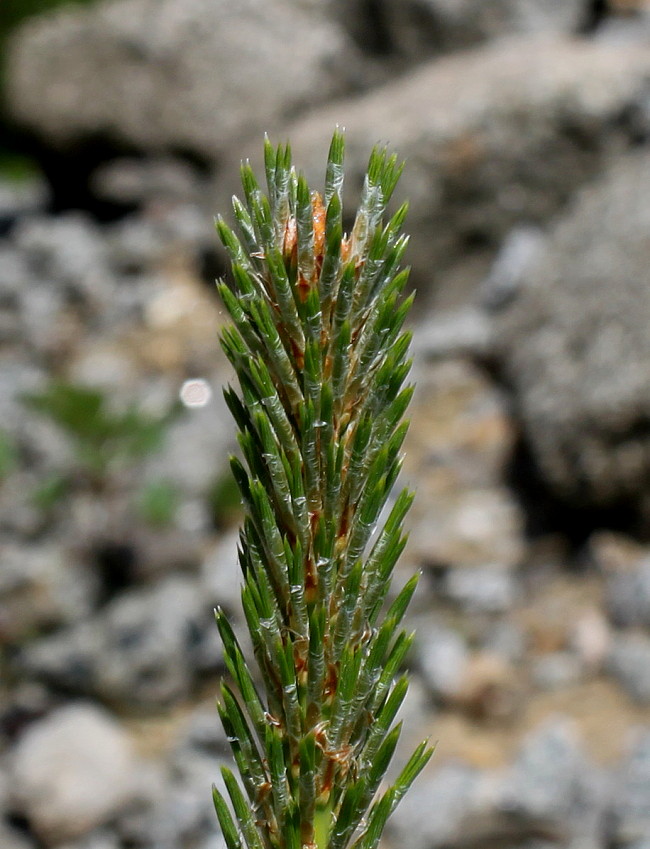 Изображение особи Pinus mugo.