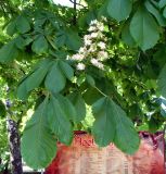 Aesculus hippocastanum