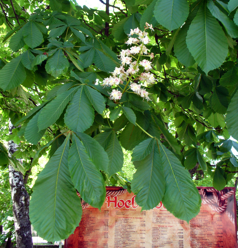 Image of Aesculus hippocastanum specimen.