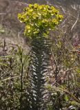 Euphorbia rigida