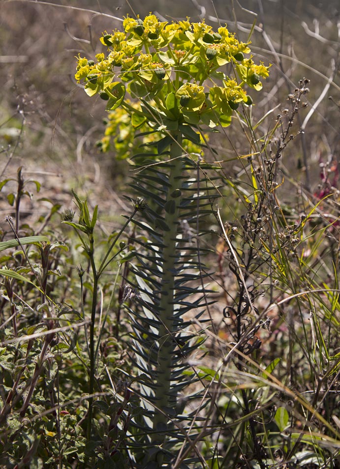 Image of Euphorbia rigida specimen.