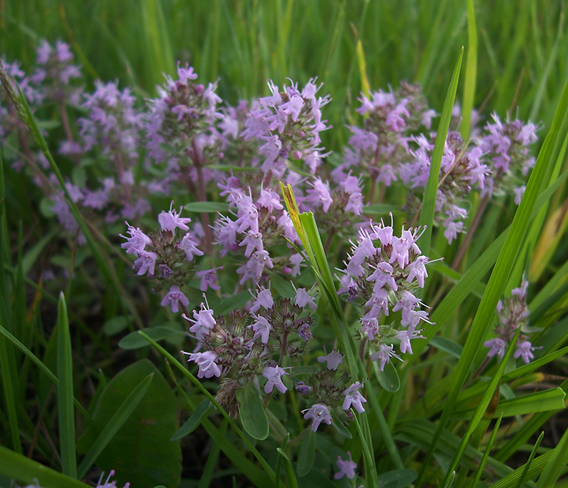 Изображение особи Thymus pulegioides.