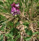 Corydalis conorhiza