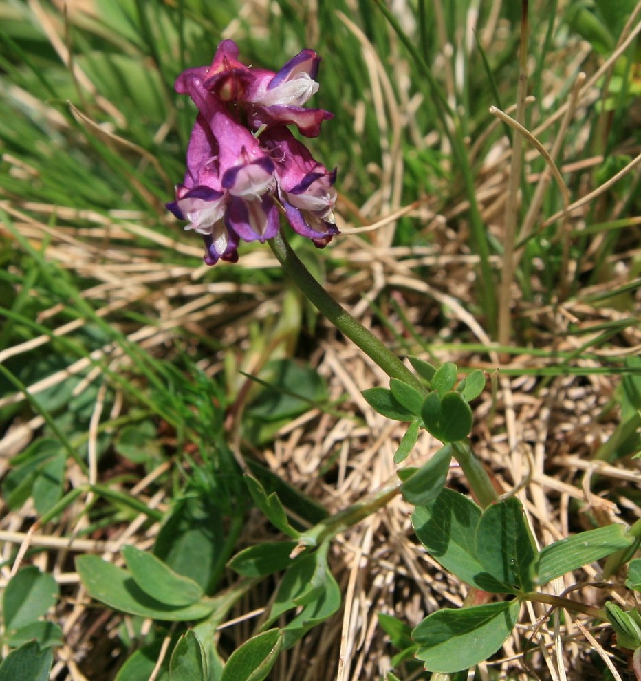 Изображение особи Corydalis conorhiza.