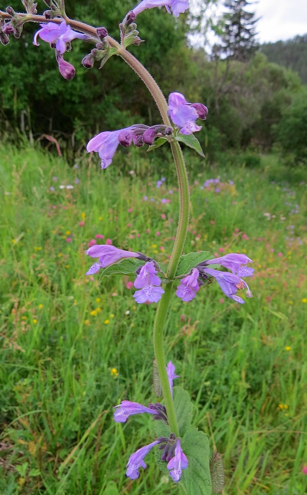 Image of Nepeta sibirica specimen.
