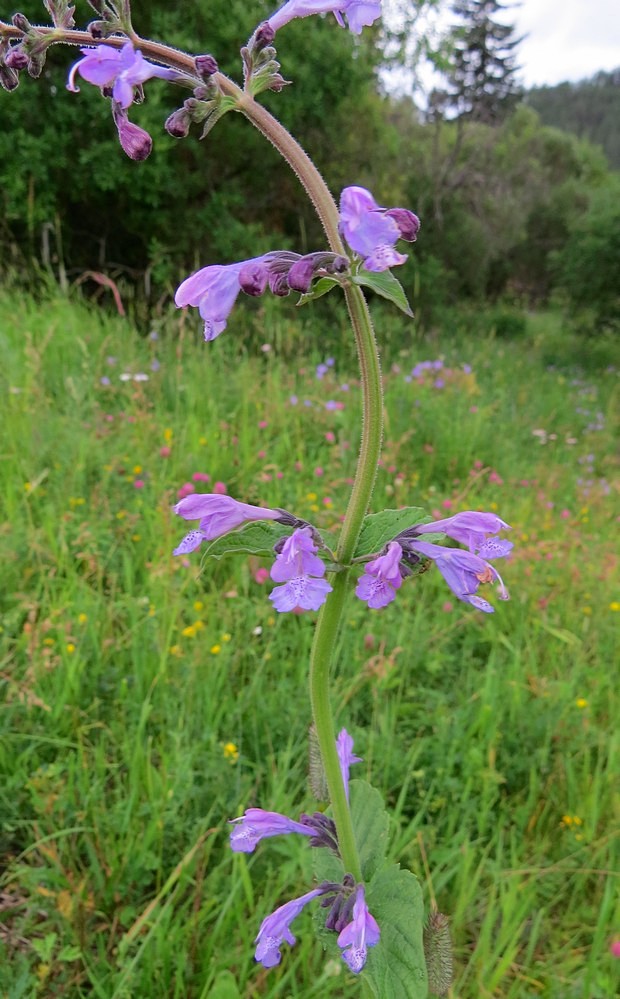 Изображение особи Nepeta sibirica.