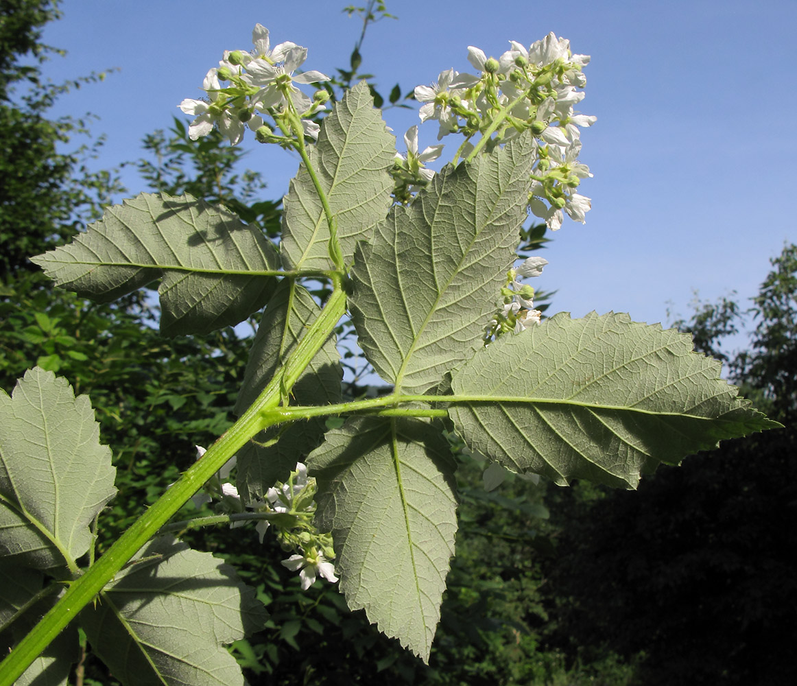 Image of Rubus lloydianus specimen.