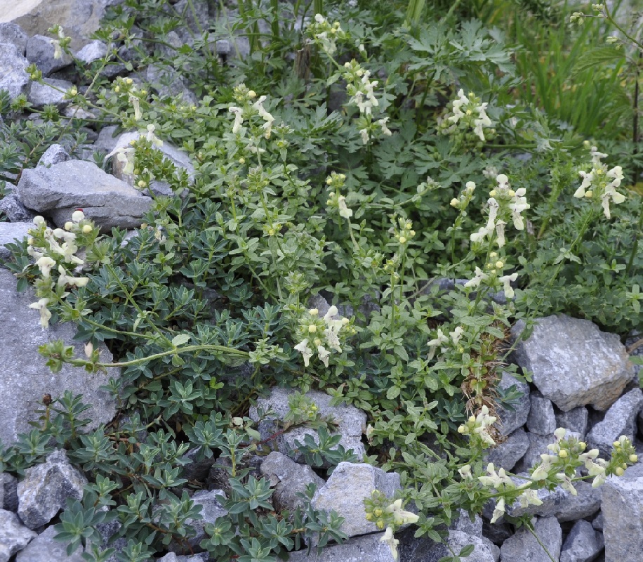 Image of Stachys recta ssp. olympica specimen.