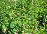 Trifolium fragiferum. Цветущие и плодоносящие растения. Ярославль, ст. Полянки, обочина тропы в полосе отчуждения. 9 августа 2014 г.