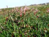 Dryas подвид subincisa