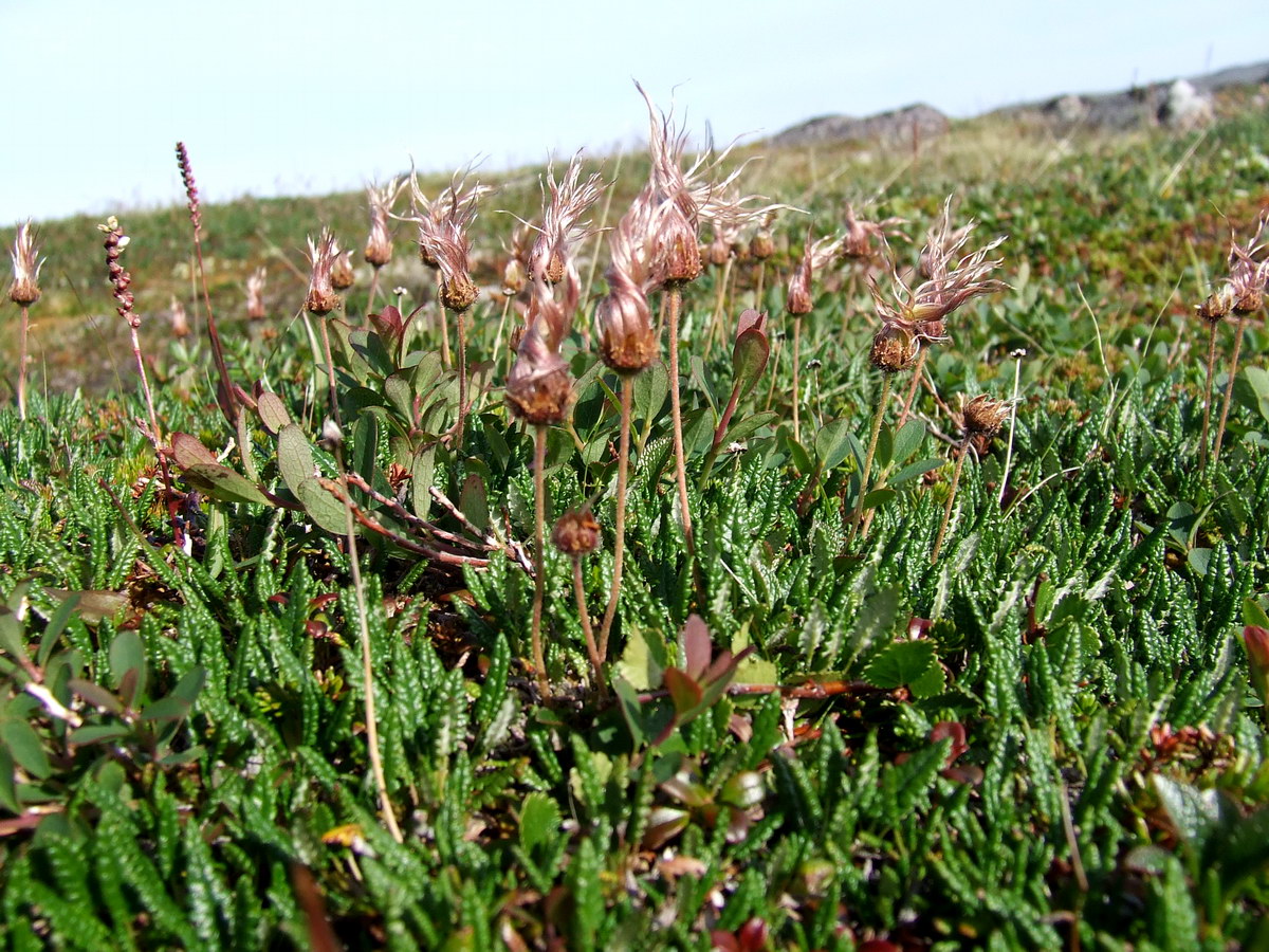 Image of Dryas octopetala ssp. subincisa specimen.