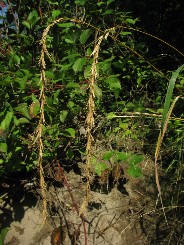 Image of Elymus sibiricus specimen.