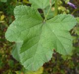 Malva mauritiana