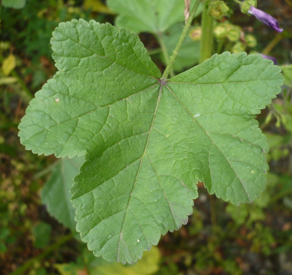 Image of Malva mauritiana specimen.
