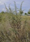 Artemisia santonicum