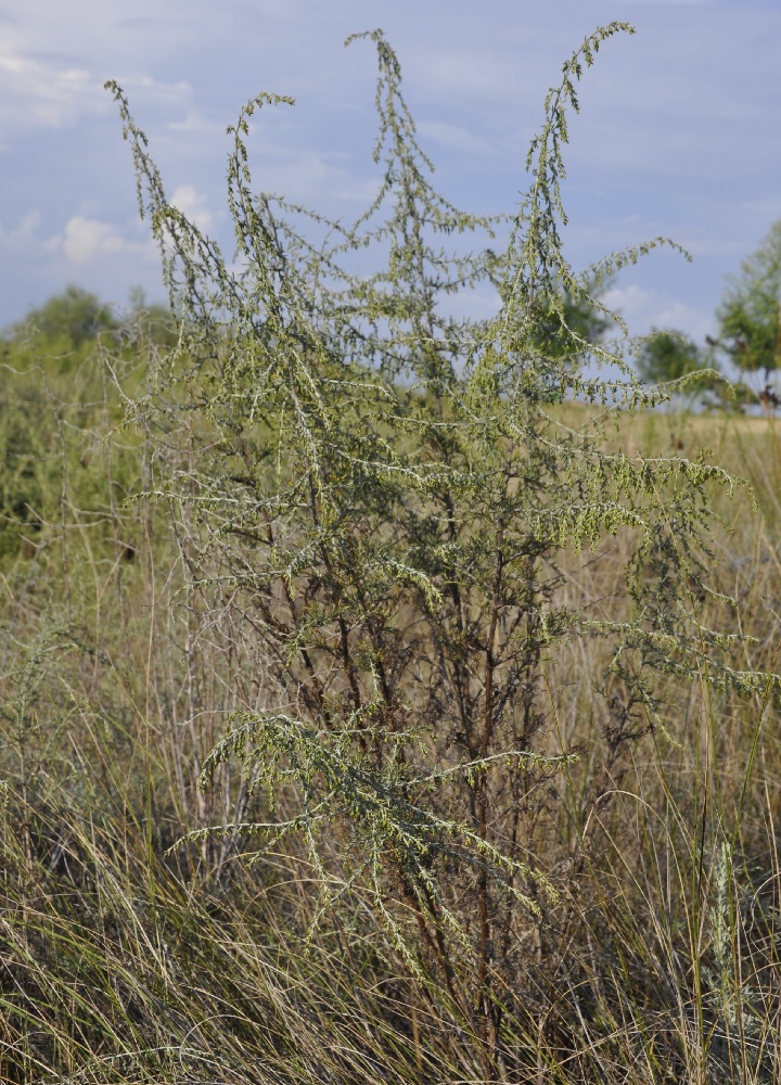 Image of Artemisia santonicum specimen.