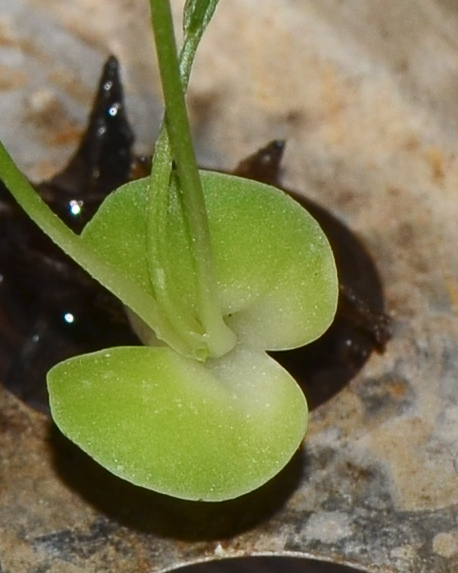 Изображение особи Onobrychis squarrosa.