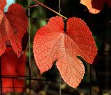 genus Vitis. Лист в осеннем раскрасе. Московская обл., Раменский р-н, окр. дер. Хрипань, садовый участок. 22.09.2014.