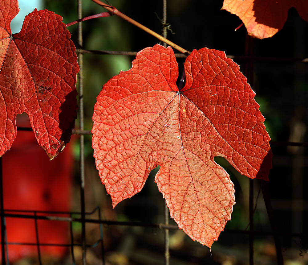 Изображение особи род Vitis.