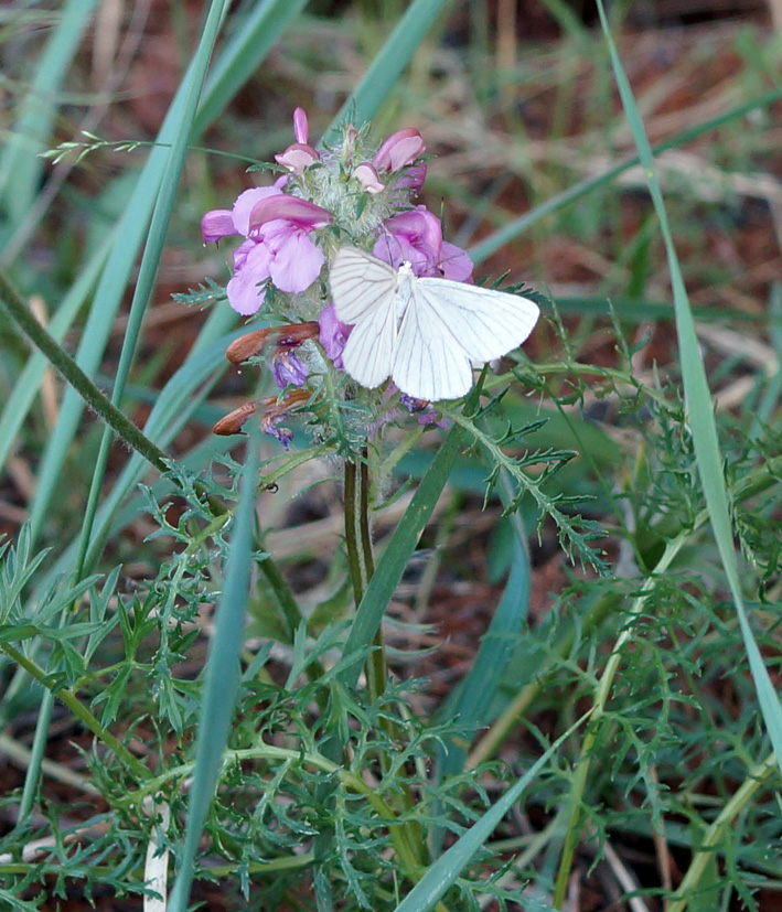 Изображение особи Pedicularis rubens.