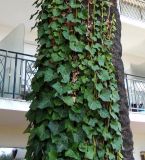 Hedera helix